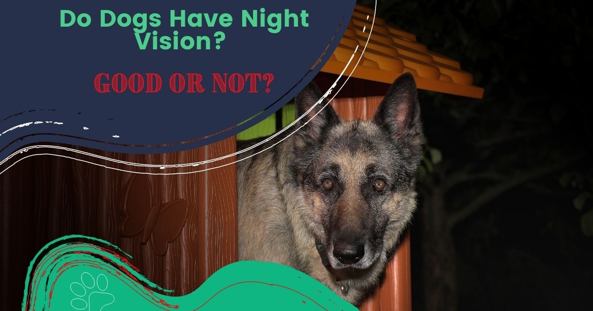 do dogs have good night vision