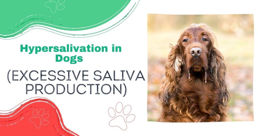 hypersalivation-in-dogs-excessive-saliva-production-saudi-mas-vet-est